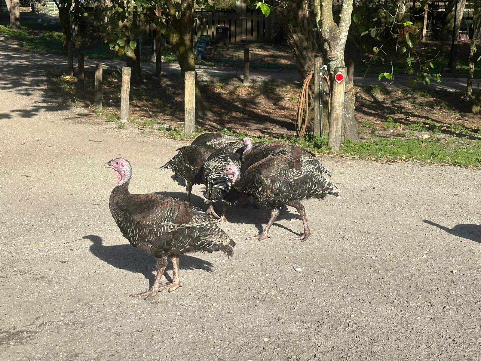 Turkies